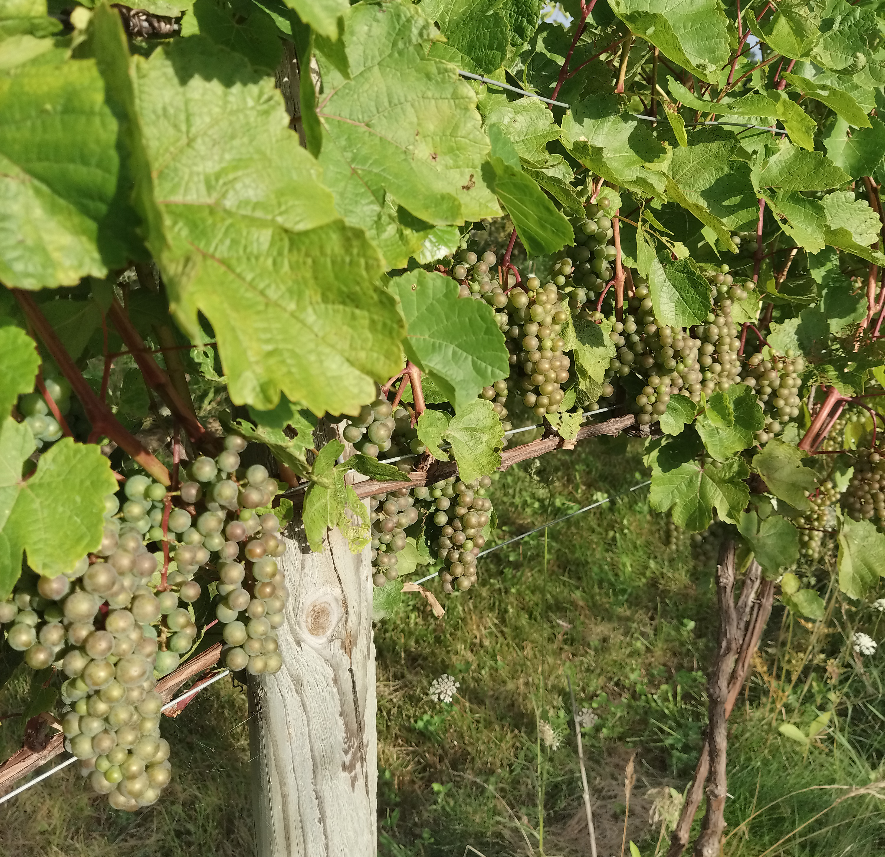 Row of grapevines with dense green clusters under the canopy. Grapes are mostly green and tightly packed. Wooden trellis post and vineyard grass visible.